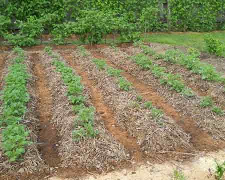 how to plant potatoes for a good harvest