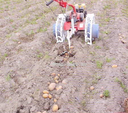 hur man planterar potatis på en tomt