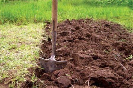 how to plant potatoes for a good harvest
