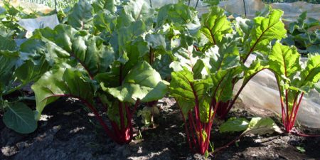how to care for beets in the open ground