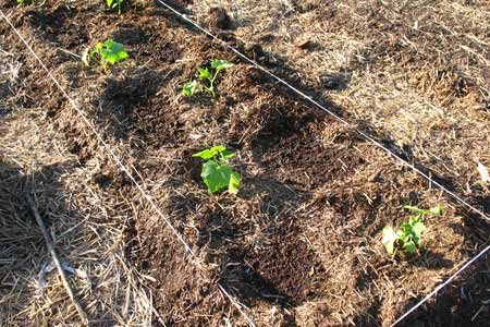 när man planterar gurkor i öppen mark
