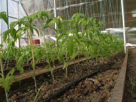 fertilizing tomatoes in a greenhouse