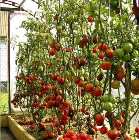 fertilizing tomatoes in a greenhouse