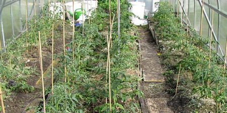 fertiliser les tomates en deux semaines