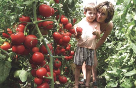 грижа за парникови домати
