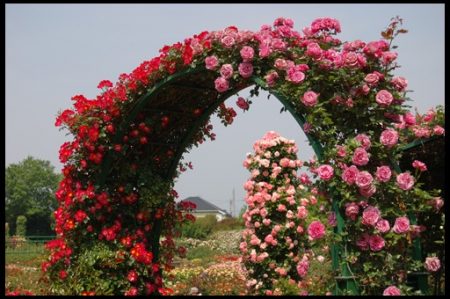 арка от рози