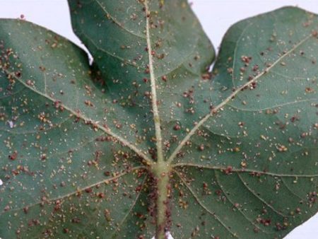 gourd aphids