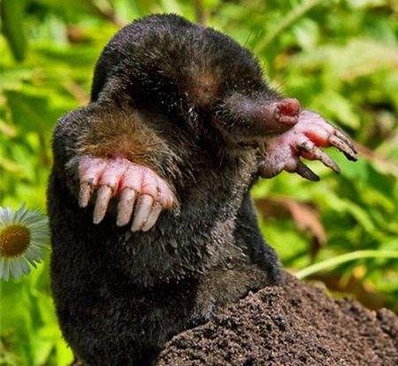 how to get rid of moles in a summer cottage