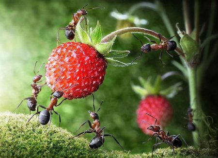 bagaimana untuk menghilangkan semut di kampung musim panas