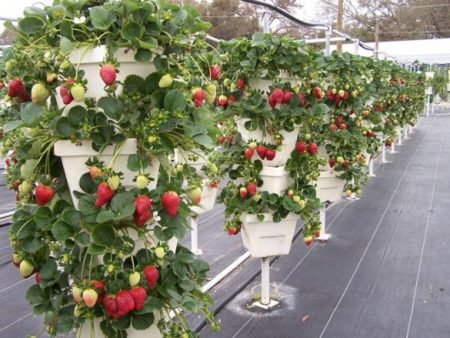 strawberries in vertical beds