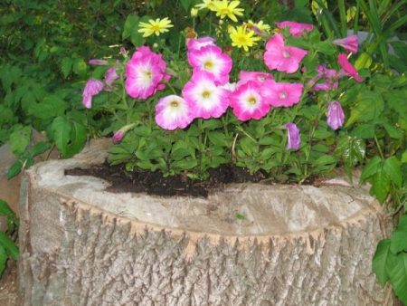 flowerbed on a stump