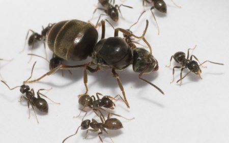 мравка матка