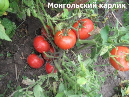Монголски джудже домат