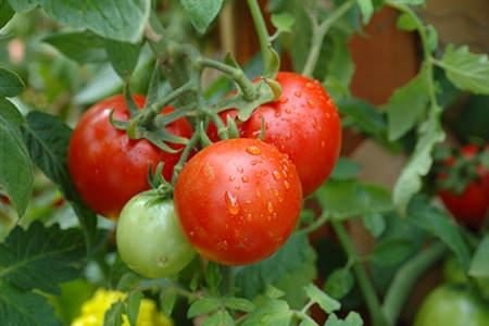 membaja tomato semasa berbunga dan berbuah