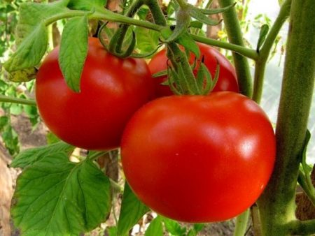 tomatoes for greenhouses