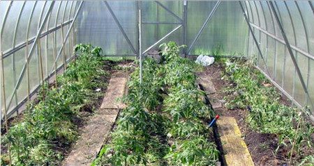 rajčata ve skleníku
