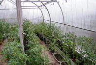 tomater i ett polykarbonat växthus