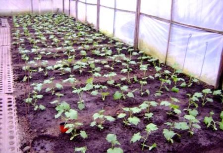 cucumber seedlings in a greenhouse