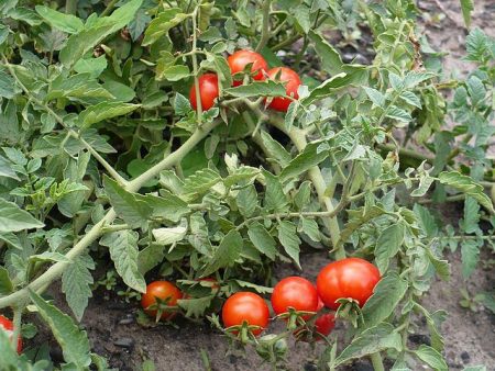 ondermaatse tomaten zonder te knijpen
