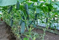 cucumber care in the greenhouse