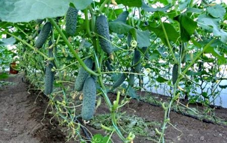 cucumber care in the greenhouse