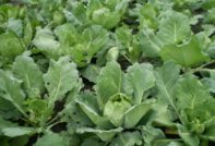 cabbage pests and how to deal with them