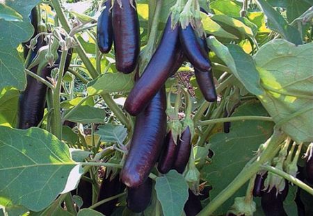 eggplant diseases and their treatment