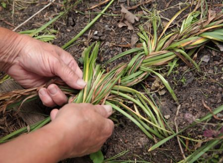 kedy kopať hyacint