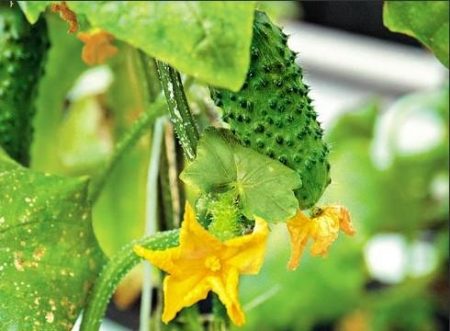 about competent care for cucumbers