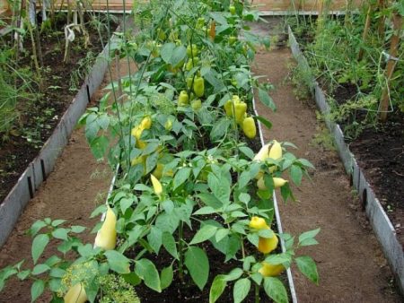 co-cultivarea legumelor