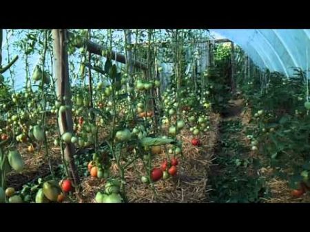 penjagaan tomato rumah hijau