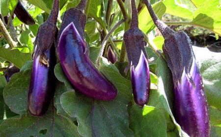 eggplant black spotting