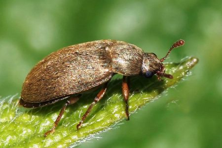 kumbang raspberi