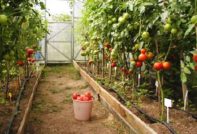 מחלות עגבניות בחממה