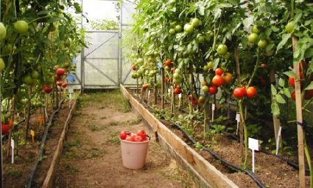 enfermedades del tomate en invernadero