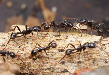 كيف تتخلص من النمل