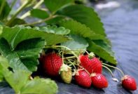 plantering jordgubbar under täckmaterial