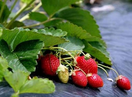 menanam strawberi di bawah bahan penutup
