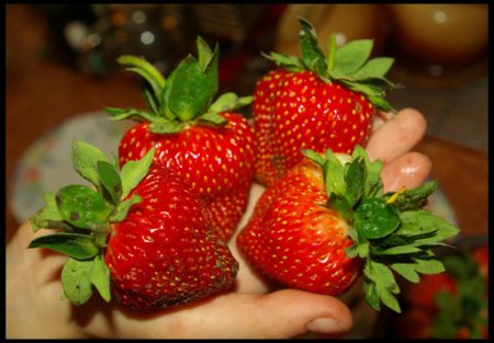strawberry care