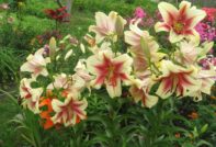 care for lilies after flowering