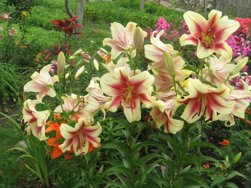 care for lilies after flowering