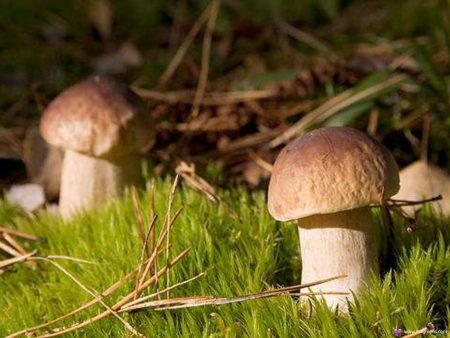 where to pick mushrooms in the Moscow region