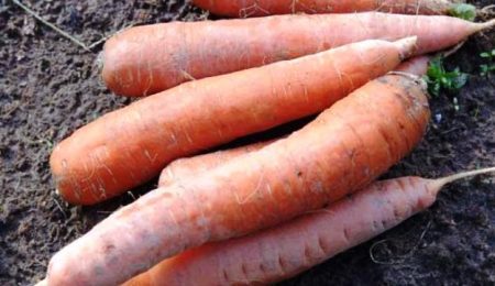 дати за събиране на моркови в предградията