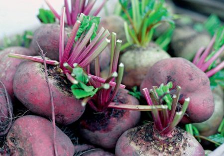 dates of beet harvest in the suburbs