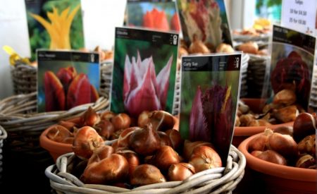 sur la plantation de bulbes de tulipes