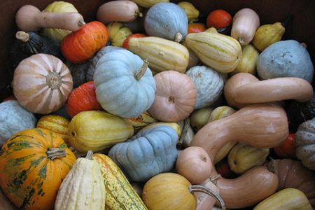 collection dates near Moscow pumpkin
