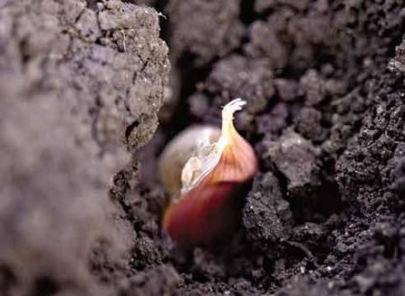 When to plant garlic in the winter