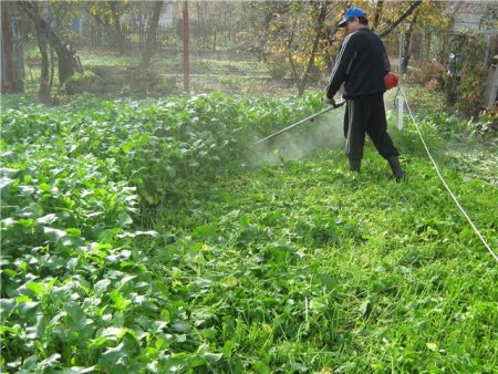 how to sow mustard on green manure