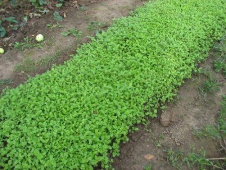 when to sow white mustard on green manure