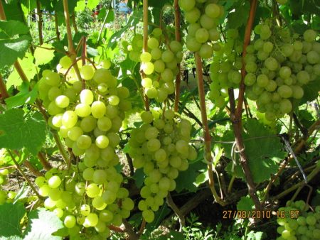 Características de la plantación y el cuidado de la uva en la región de Moscú